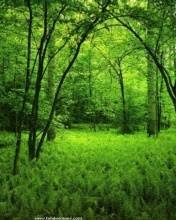 pic for green forest